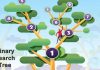 Thuật toán tìm kiếm nhị phân – Binary Search Tree (BTS) thuật toán tìm kiếm nhị phân
